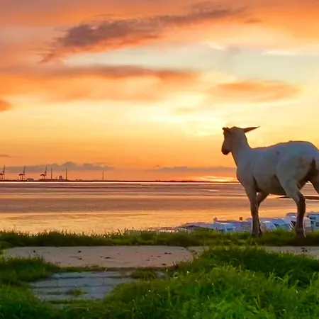 Deichlaeufer Tossens