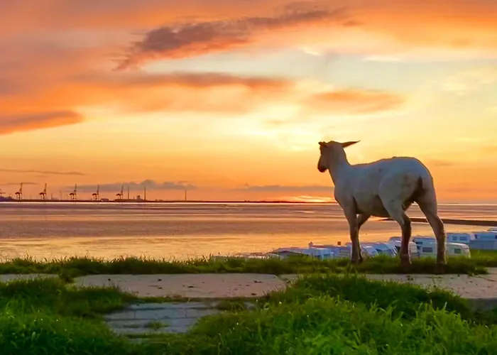 Deichlaeufer Tossens